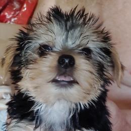 Sam - Blue and gold male Yorkshire Terrier puppy in Rogersville, Tennessee from Guys'N' Dolls Yorkshire Terriers
