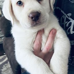 Labrador Retriever and Pembroke Welsh Corgi Puppies from Burress Family Farm and Kennels