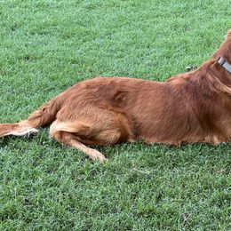 Golden Retrievers from Brilliant Golden Furry Tails
