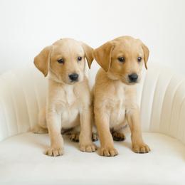 Hail - Yellow male Labrador Retriever puppy in Allons, Tennessee from UC Labradors LLC