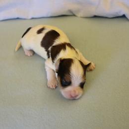 Evan - Red sable male Havanese puppy in Sunriver, Oregon from Contigo Havanese