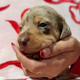 Jack the Isabella chocolate dapple - Dapple male Dachshund puppy in El Cajon, California from Lisa Buxton