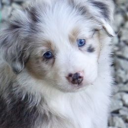 Australian Shepherd and Miniature Australian Shepherd Puppies from Gleiming Stars Aussie