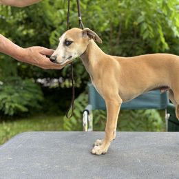 Cu Liath Running on Empty - Red male Whippet puppy in Argyle, New York from Cu Liath Deerhounds & Whippets