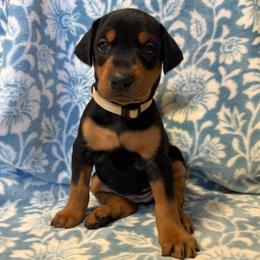 Amelia - Black and rust female Doberman Pinscher puppy in Coplay, Pennsylvania from By My Side Germans Shepherds & Dobermans