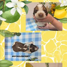 Boy 5 HUCKLEBERRY - Red and white male English Springer Spaniel puppy in Saginaw, Michigan from Kemerer Springers