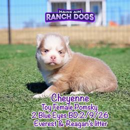 Cheyenne - Lavender female Pomsky puppy in Humeston, Iowa from M.A.R. Dogs