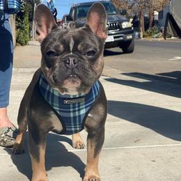 Louis - French Bulldog