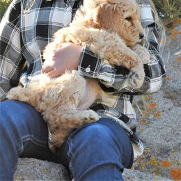 Goldendoodle, Poodle, Aussiedoodle, and Saint Berdoodle Puppies from Rocky Ridge Ranch