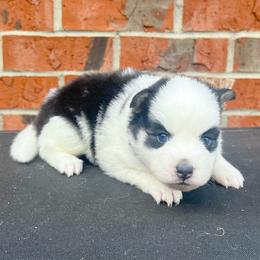 Toadette - Black and white female Pomsky puppy in Henderson, Kentucky from Paris Pomskies