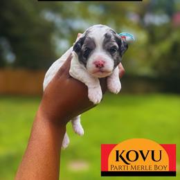 Kovu - Merle male Cavapoo puppy in Memphis, Tennessee from J'Adore Doodles