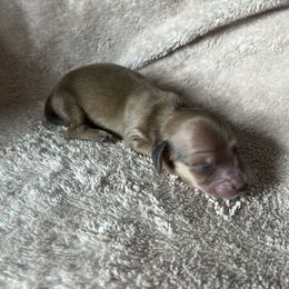 Boy 2 - Cream Dachshund puppy in Perris, California from Doxie_pupps