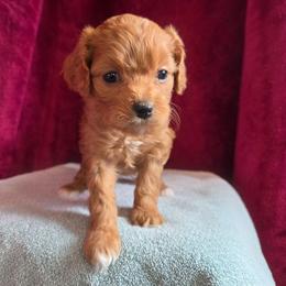 Honey - Red female Cavapoo puppy in Blackfoot, Idaho from Draper Mountain Doodles
