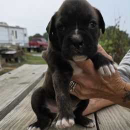 Boxer Puppies from Hunts Boxers