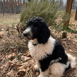 Girl 5- Chihiro - Parti Poodle puppy in Troy, Virginia from Stewart’s Standards