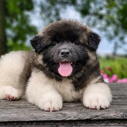 Delta - Fawn female Akita puppy in Chillicothe, Missouri from TLC Akitas