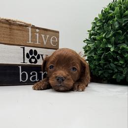 Lime Green Girl - Red  female Goldendoodle puppy in Philadelphia, Mississippi from Oakie Doodles