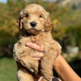 Hush puppy- blue collar - Red  male Goldendoodle puppy in Yuciapa, California from AlltheDoodlez_