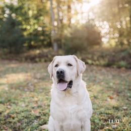 Major - Labrador Retriever