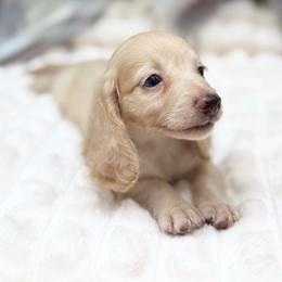 RUSSIAN BOY - Cream male Dachshund puppy in Decatur, Mississippi from KP Dachshunds