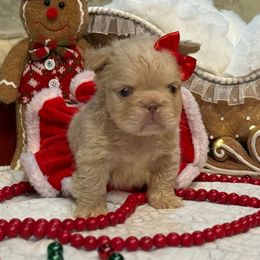 Lainey - Liver female French Bulldog puppy in Garland, Texas from Brewer's Doodles and French Bulldogs