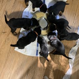 Rottweiler Puppies from Von Insel Zu Berg Rottweilers