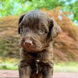 Churro - Red male Aussiedoodle puppy in Mulino, Oregon from Korbella Farm