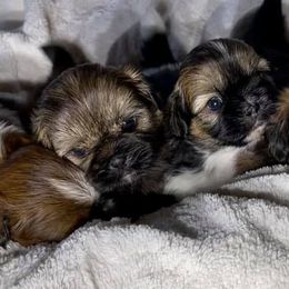 Shih Tzus from Itty Bitty Paws
