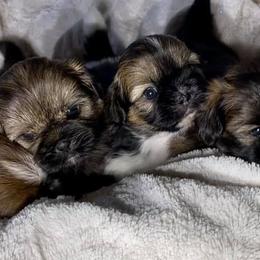 Shih Tzus from Itty Bitty Paws