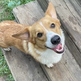 JoJo - Pembroke Welsh Corgi