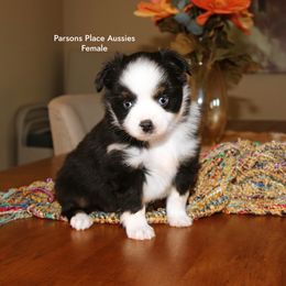Blue eyes - Black tri female Toy Australian Shepherd puppy in Chandler, Oklahoma from Parsons Place Aussies