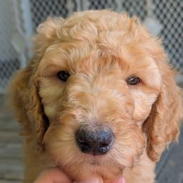 Pink Collar - Apricot female Goldendoodle puppy in Olympia, Washington from Sinclairdoodles
