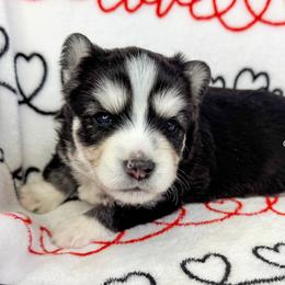 Vegas - Black and white male Pomsky puppy in Sheffield, Iowa from Clover Ridge Pomskies