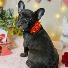 Gracie - Blue female French Bulldog puppy in Omaha, Nebraska from Colorful Dachshunds