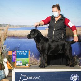 Labrador Retriever All Grown Up from EverOak Labradors