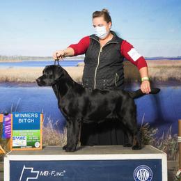 Labrador Retriever All Grown Up from EverOak Labradors