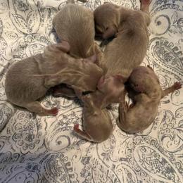 Puppy 5 - Fawn (isabella) and tan female Dachshund puppy in Riverside, California from Saddle Up Dachshunds