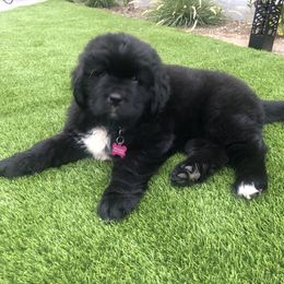 Newfoundland Puppies from CBN