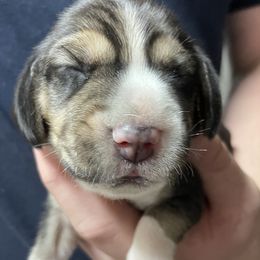 Boy 1 - Beagle puppy from Trevillian Beagles