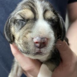 Boy 1 - Beagle puppy from Trevillian Beagles