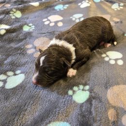 Border Collie and Golden Retriever Puppies from Sona Kennels