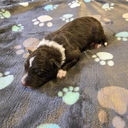 Border Collie and Golden Retriever Puppies from Sona Kennels