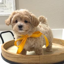 Milo - Apricot male Maltipoo puppy in Spring, Texas from GlamPaw Maltipoos