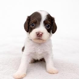 Dill - Chocolate male Cavapoo puppy in Beech Island, South Carolina from New Moon Farm Canines