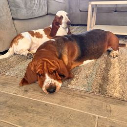 Basset Hound Puppies from Oak Tree Basset Hounds