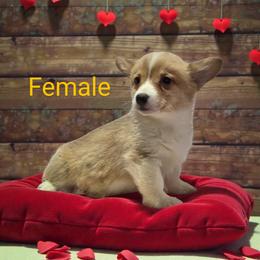 Female 2 - Red female Pembroke Welsh Corgi puppy in Unicoi, Tennessee from East Tennessee Clark Corgis