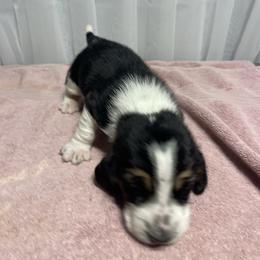 Boy 2 - Black white and brown male Basset Hound puppy in Falls City, Nebraska from Bassett Hounds & Labradors