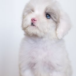 Rose - Blue merle Aussiedoodle puppy in Bradenton, Florida from Doodle Acres