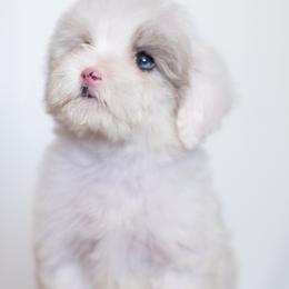 Rose - Blue merle Aussiedoodle puppy in Bradenton, Florida from Doodle Acres