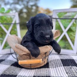 Hazel - Black female Giant Schnauzer puppy in Collinsville, Mississippi from Hillside Kennels